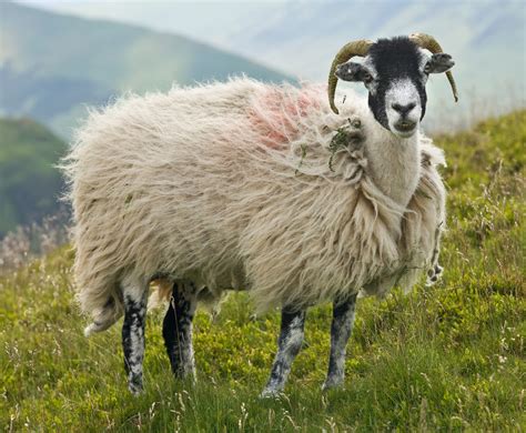 پرونده:Swaledale Sheep, Lake District, England - June 2009.jpg - ویکی‌پدیا، دانشنامهٔ آزاد