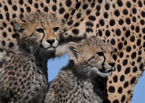 Cheetah Cubs | Maasai Mara, Kenya 500_8313-2-L-dn-s-w3 | Mike Streicher | Flickr