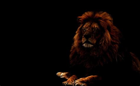 88 Wallpaper Dark Lion For FREE - MyWeb