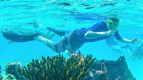 A Guide to What You Can See While Snorkeling in Belize | Island Expeditions