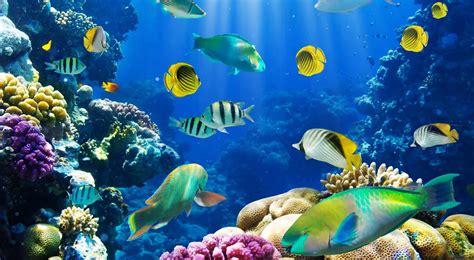 Download Bright School of Fish | Underwater Hd Nature Scene | Wallpapers.com