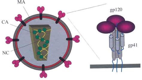 HIV particle and envelope glycoprotein structure. The HIV particle is... | Download Scientific ...