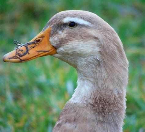 Saxony Duck - Raising Ducks