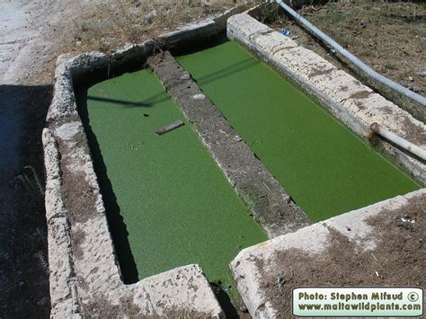 Lemna minor (Common Duckweed) : MaltaWildPlants.com - the online Flora of the Maltese Islands.