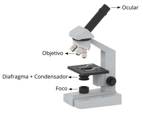 llegar Permanece Recientemente microscopio optico simple y sus partes Adecuado lila Notorio