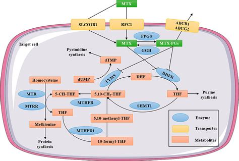 Methotrexate And Leucovorin Mechanism Of Action