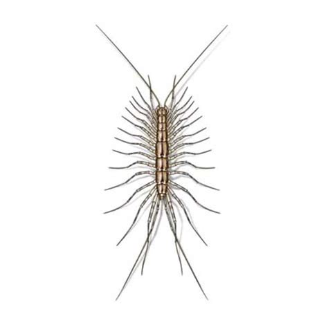 House Centipede Habitat