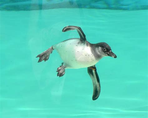 The 20 pictures showcasing Chester Zoo's welcome return as it reopens to the public - Cheshire Live