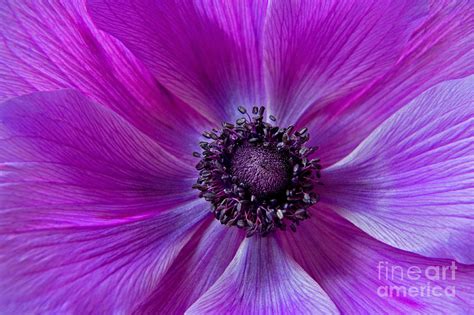 Purple Poppy Flower Photograph by Julia Hiebaum - Fine Art America