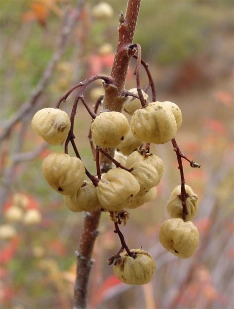 Photo of the fruit of Western Poison Oak (Toxicodendron diversilobum ...