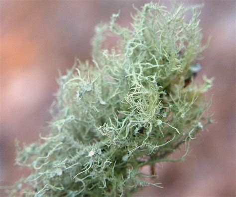 Usnea Lichen Identification Guide and Common Look-Alikes | tacticalusa.net