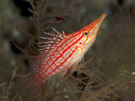 Longnose Hawkfish (Oxycirrhites typus): Ultimate Care Guide - Fish ...