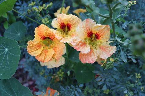 Nasturtium flowers | Nasturtium, Spring garden flowers, Edible plants