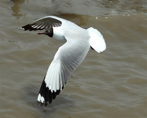 Brown-headed Gull - BirdForum Opus | BirdForum