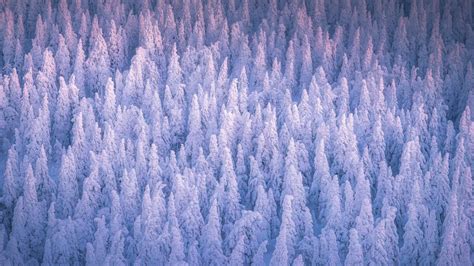 Snow Covered Forest 4K Wallpaper - Download Free 4K Desktop Wallpapers