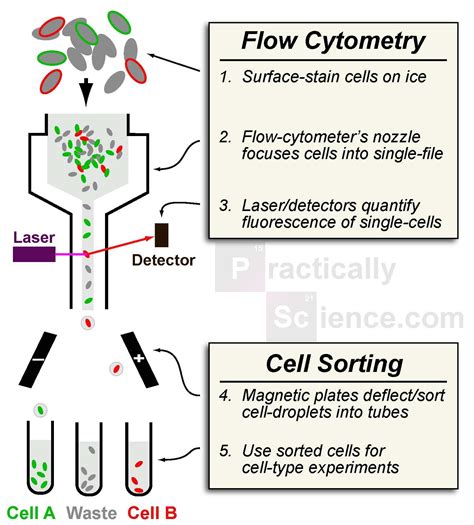 flow cytometry results analysis - Neomi Garmon