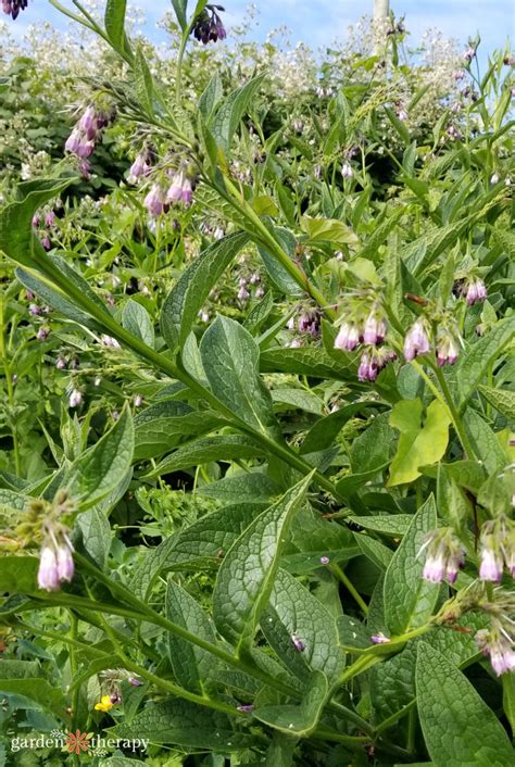 The Surprising Case for Growing Comfrey in Your Garden - Garden Therapy