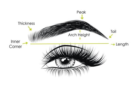 Anatomy of Eyebrow | Different Types of Eyebrows Shapes | Types of eyebrows, Eyebrow shaping ...