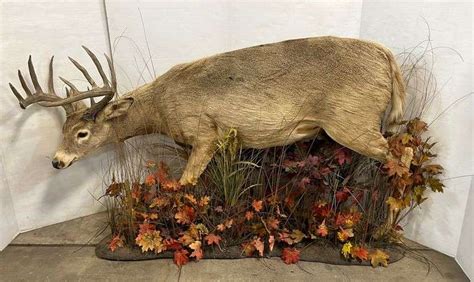 12-Point Whitetail buck full body mount, 66"W x 40"H, excellent - Albrecht Auction Service