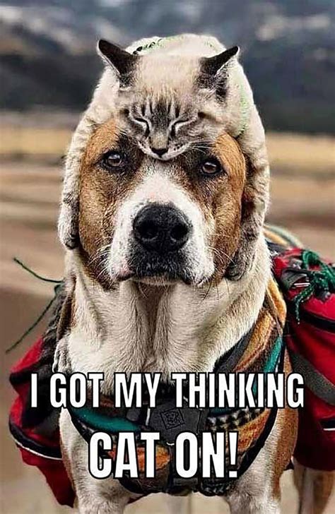 There are thinking caps and then thinking cats... in 2021 | Funny dog captions, Dog memes, Funny ...