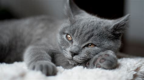 10 Great Grey Cat Names to Get You Inspired | Purina