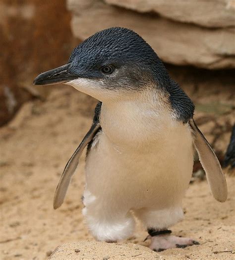 *PHILLIP ISLAND, AUSTRALIA ~ Fairy Penguin is one of the cutest ...