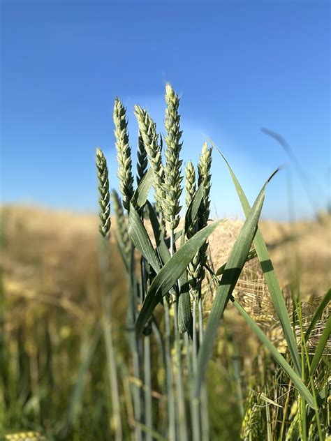 Field Harvest Agriculture - Free photo on Pixabay - Pixabay