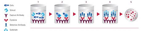 The ELISpot Assay Enables Functional Analysis of Cellular Immunology