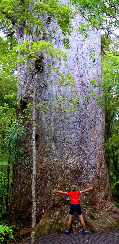 Tane Mahuta a Kauri tree - North Island, New Zealand | Kauri tree, Old trees, New zealand travel