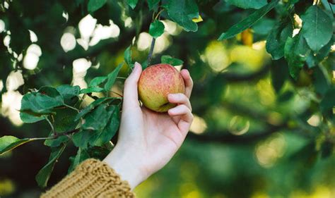 Alan Titchmarsh on harvesting apple straight from the tree | Express.co.uk