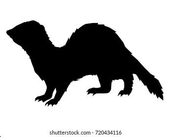 Ferret Silhouette Photos, Images & Pictures | Shutterstock