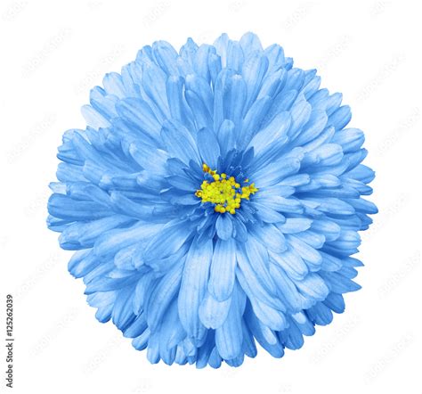 Blue Flower White Background Pics | Best Flower Site