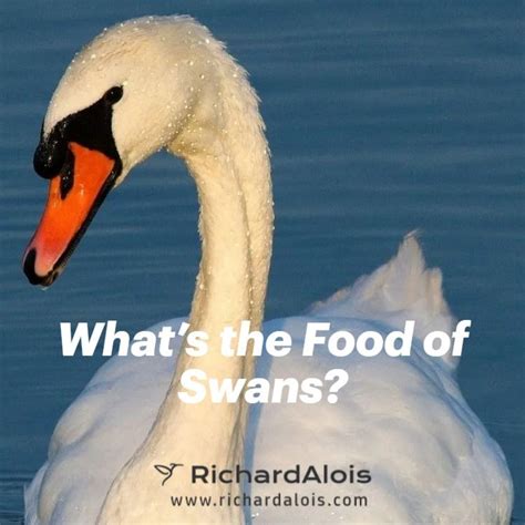 What’s the Food of Swans? | Bird facts, Swan, Mute swan