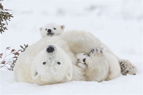 Mother polar bear cuddles her cubs : aww