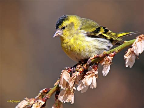 Miguel fotografia: Lugano (Carduelis spinus)