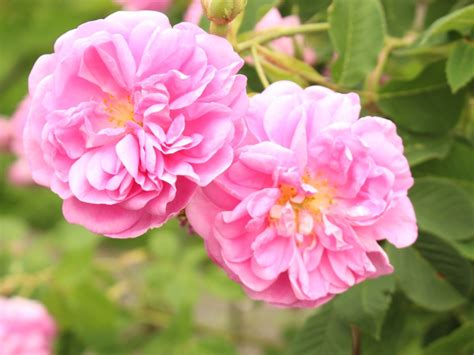 Learn More About Heirloom Old Garden Roses