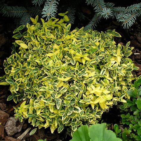 Euonymus fortunei ‘Emerald N Gold’ | Kiefer Nursery: Trees, Shrubs, Perennials