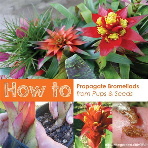 4 Easy Steps to Propagating Bromeliads – About The Garden Magazine