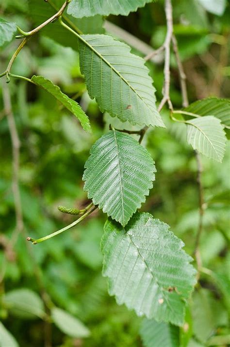 Red Alder -- leaves | Plant nursery, Native plants, Plants