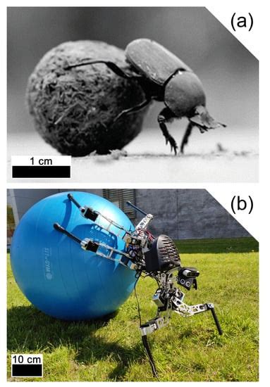 Applied Sciences | Free Full-Text | Framework for Developing Bio-Inspired Morphologies for ...