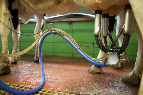 Milking Machine Milking Cow At Dairy Photograph by Christopher Kimmel - Pixels