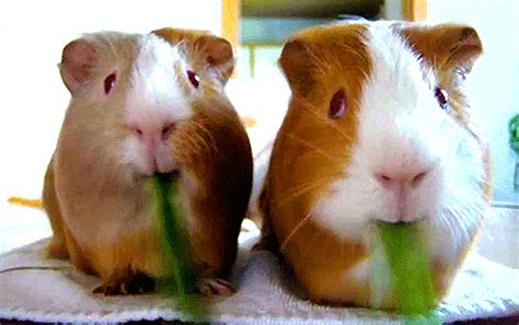 Guinea Pigs GIF - Find & Share on GIPHY