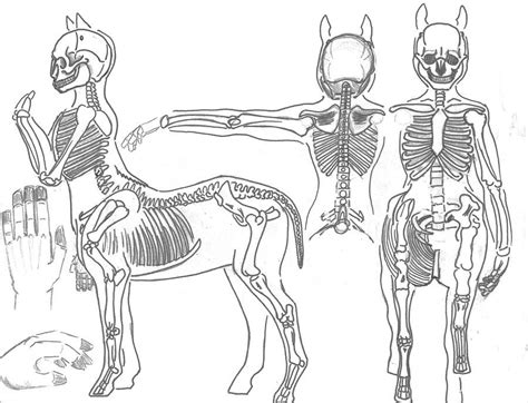 Centaur Anatomy _ Skeleton by ~JEDI-Sheng on deviantART Mermaid Drawings, Art Drawings, Religion ...