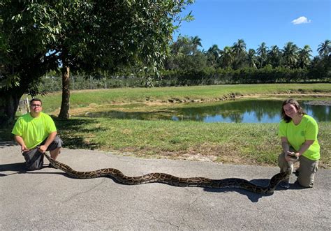 Python caught: Record-setting snake captured by Florida trappers in ...