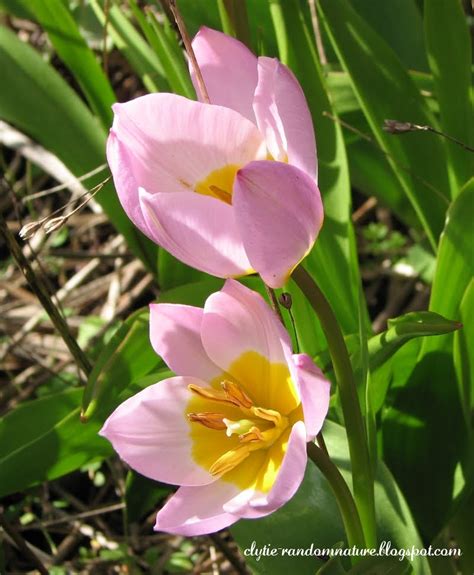 Random Nature: Pink Crocus