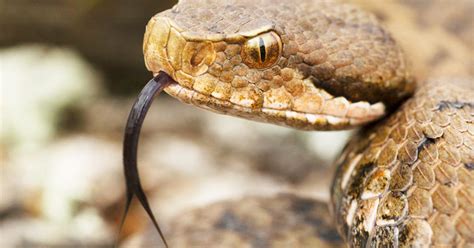 The most venomous animals on Earth, ranked - CNET