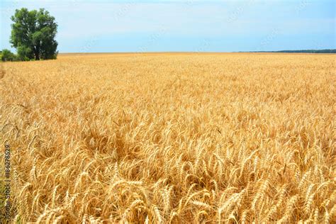 Rye grain harvest on rye field landscape with lonely tree. Stock Photo | Adobe Stock