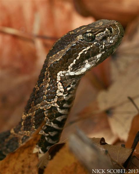 Eastern Massasauga Rattlesnake | Sistrurus catenatus catenat… | Flickr