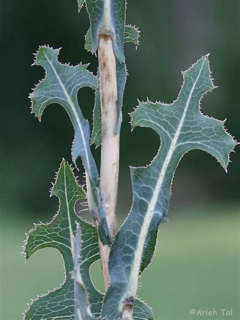 Lactuca serriola (prickly lettuce): Go Botany