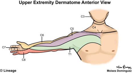 What Are Dermatomes Of Upper Limb | Dermatome Map